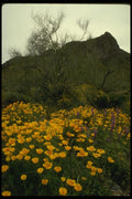 196034 Wild Poppies In The Ajo A4 Photo Print