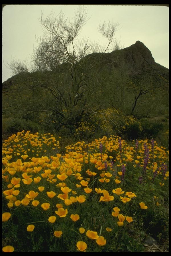 196034 Wild Poppies In The Ajo A4 Photo Print