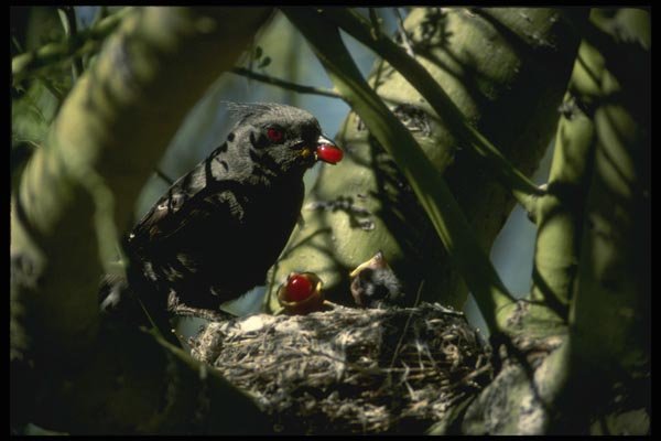 196036 Phainopepla Nest A4 Photo Print