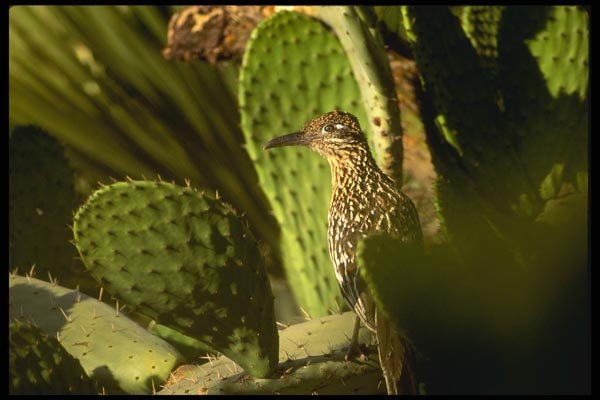 196037 Female Roadrunner A4 Photo Print