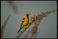 196038 Hooded Oriole In Ocotillo A4 Photo Print