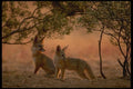 196039 Desert (kit) Fox A4 Photo Print