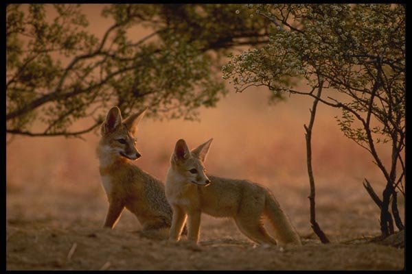 196039 Desert (kit) Fox A4 Photo Print