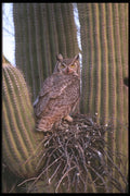 196040 Great Horned Owl Nest A4 Photo Print