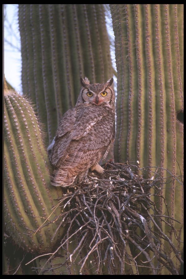 196040 Great Horned Owl Nest A4 Photo Print
