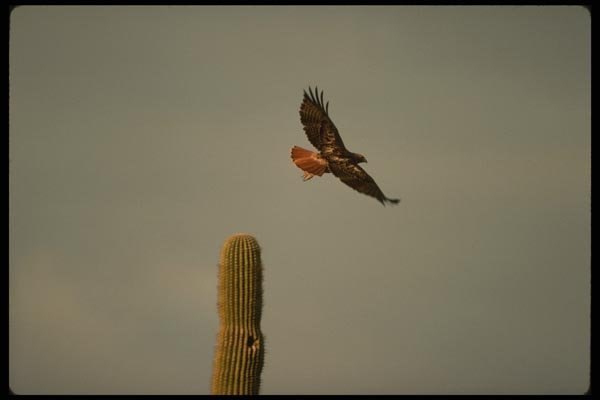 196041 Red Tail Hawk In Flight A4 Photo Print