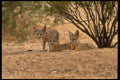 196045 Desert (kit) Foxes A4 Photo Print