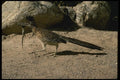 196046 Male Roadrunner A4 Photo Print