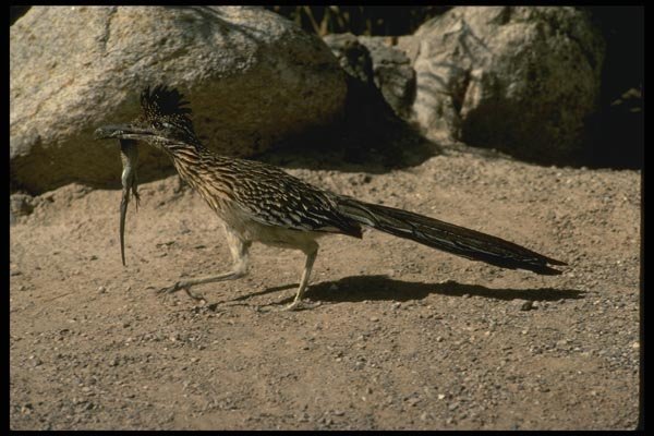 196046 Male Roadrunner A4 Photo Print