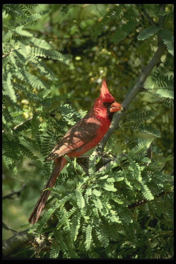196047 Cardinal In Palo Verde Tree A4 Photo Print