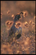 196049 Campbells Quail A4 Photo Print