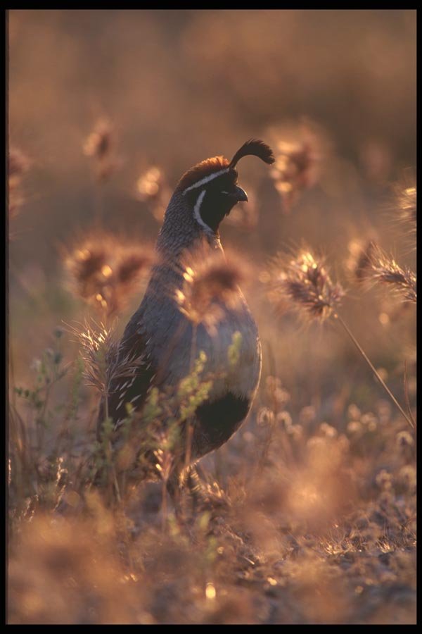 196049 Campbells Quail A4 Photo Print