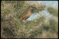 196050 Cactus Wren A4 Photo Print