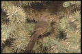 196051 Curve billed Thrasher A4 Photo Print