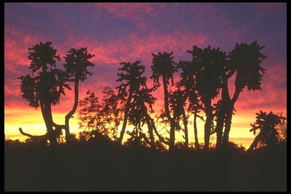 196052 Jumping Cholla Sunset A4 Photo Print