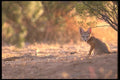 196054 Desert (kit) Fox A4 Photo Print