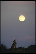 196055 Coyote Howling At Moon A4 Photo Print