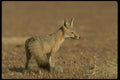 196057 Kit Fox On The Hunt A4 Photo Print