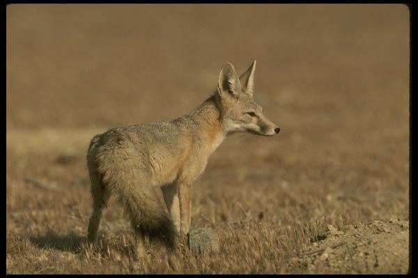 196057 Kit Fox On The Hunt A4 Photo Print