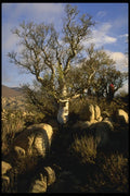 196058 Boojum Tree A4 Photo Print