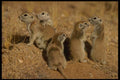 196059 Round Tail Ground Squirrels A4 Photo Print