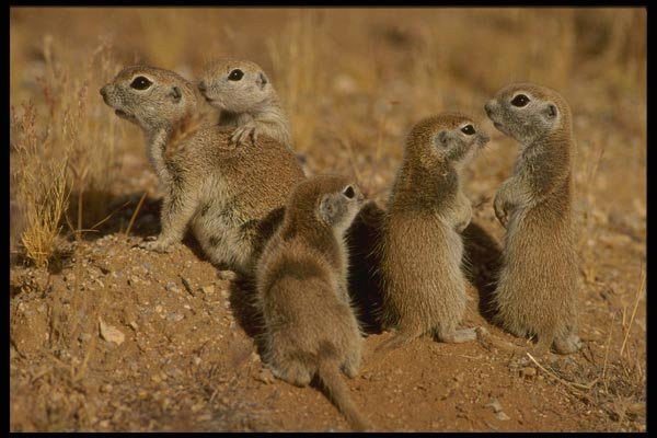 196059 Round Tail Ground Squirrels A4 Photo Print
