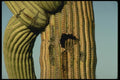 196060 Saguaro With A Twist A4 Photo Print