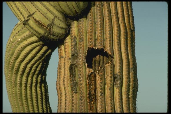 196060 Saguaro With A Twist A4 Photo Print
