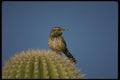 196061 Cactus Wren On Cactus A4 Photo Print