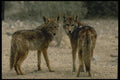 196062 Coyote Pair A4 Photo Print