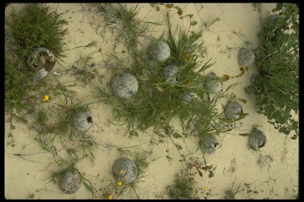 196063 Coyote Gourds In Desert A4 Photo Print
