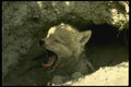 196064 Sleepy Coyote Pup A4 Photo Print
