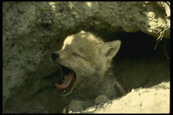 196064 Sleepy Coyote Pup A4 Photo Print
