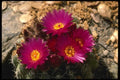 196065 Barrel Cactus Blooms A4 Photo Print