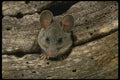196066 Desert Pack Rat A4 Photo Print