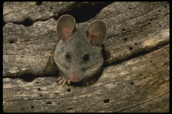 196066 Desert Pack Rat A4 Photo Print