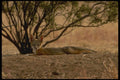 196067 Desert Fox In Repose A4 Photo Print