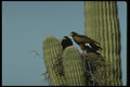 196068 Nesting Harris Hawks A4 Photo Print