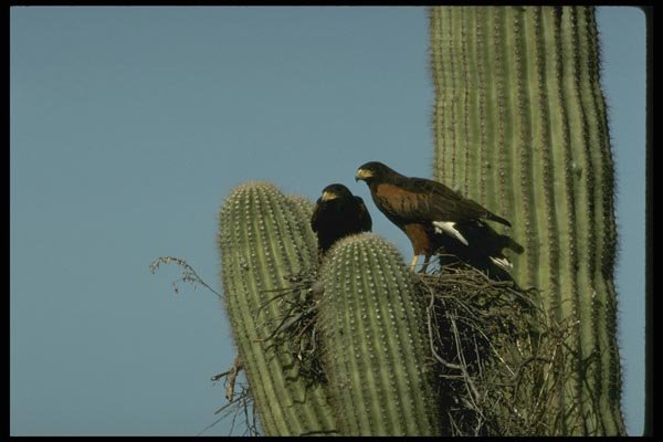 196068 Nesting Harris Hawks A4 Photo Print