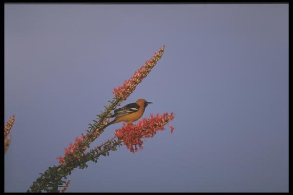 196069 Hooded Oriole A4 Photo Print