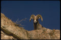196070 Desert Bighorn Sheep A4 Photo Print
