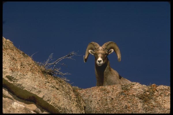 196070 Desert Bighorn Sheep A4 Photo Print