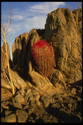 196071 Lone Barrel Cactus A4 Photo Print
