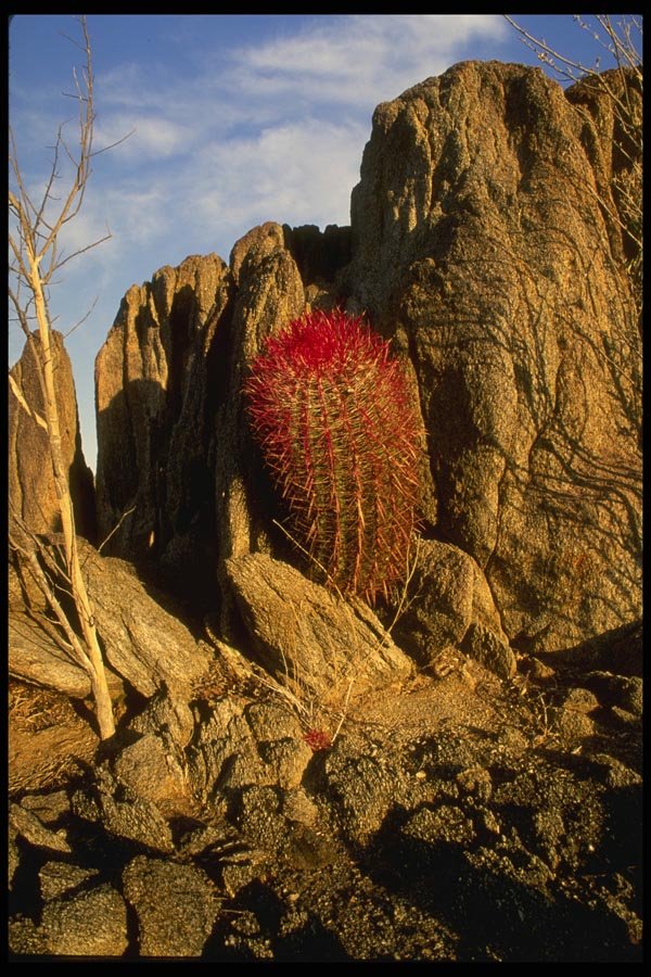 196071 Lone Barrel Cactus A4 Photo Print