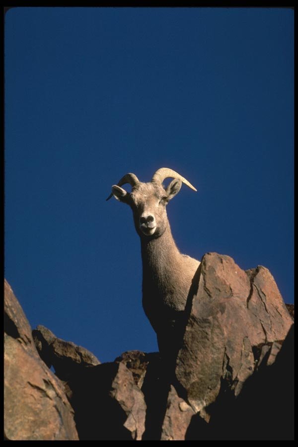 196072 Bighorn Sheep A4 Photo Print