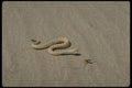 196073 Sidewinder In The Dunes A4 Photo Print