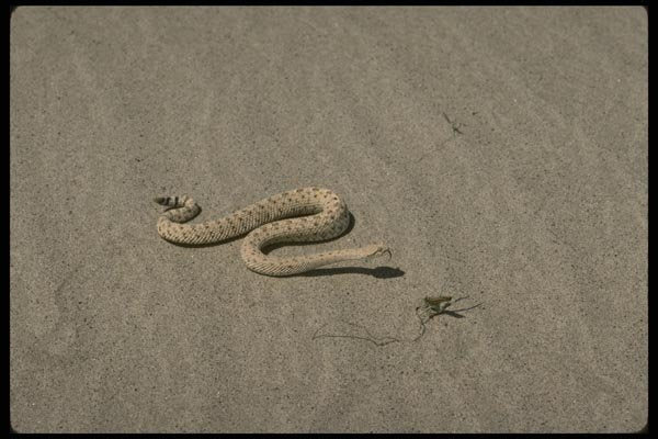 196073 Sidewinder In The Dunes A4 Photo Print