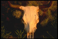 196074 Steer Skull In The Cholla A4 Photo Print