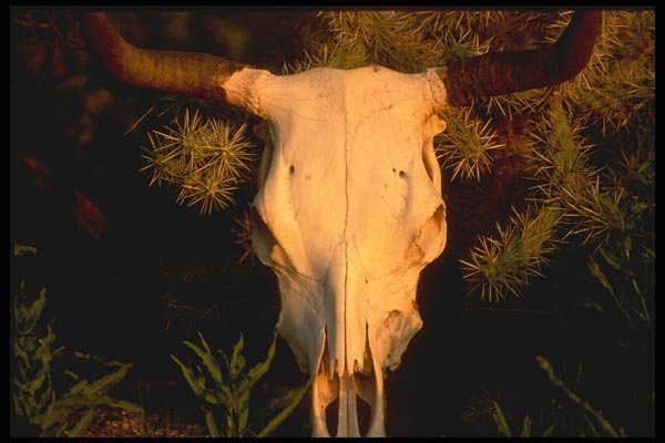 196074 Steer Skull In The Cholla A4 Photo Print