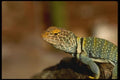 196075 Collared Lizard A4 Photo Print